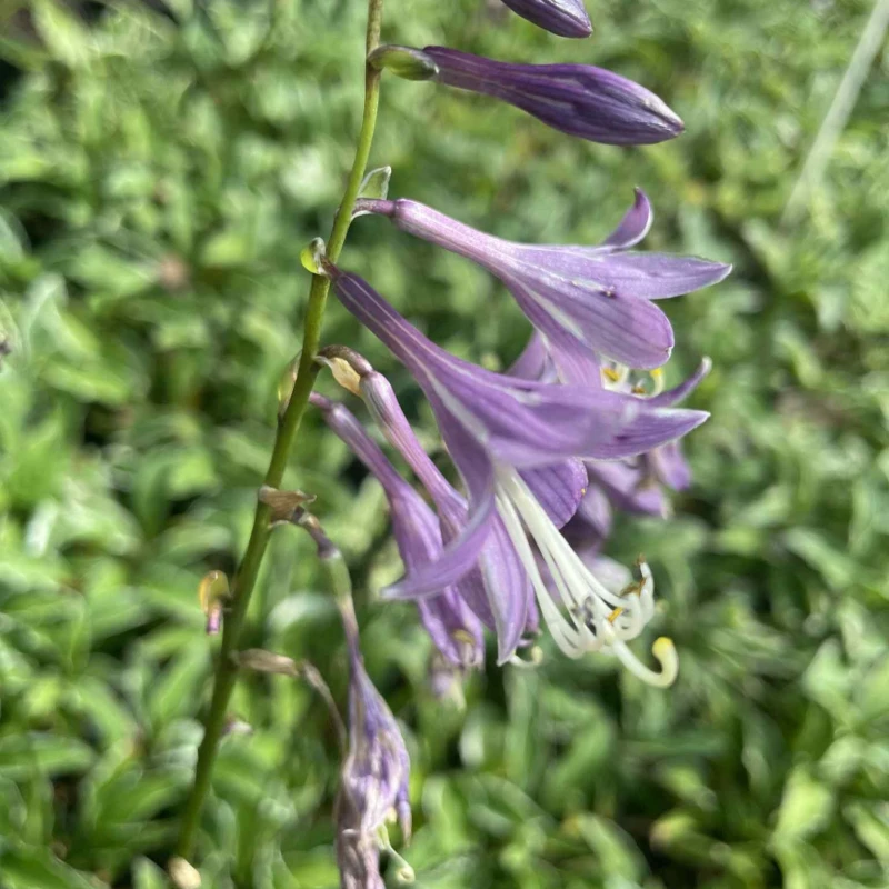 Hosta Stiletto kwiatostan makro fioletowe dzwonkowate kwiaty funkii letnie kwitnienie byliny cieniolubnej