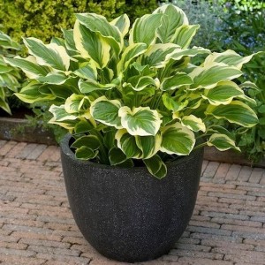 Funkia So Sweet w donicy Hosta pachnąca bylina cieniolubna o dwubarwnych liściach roślina na taras i balkon