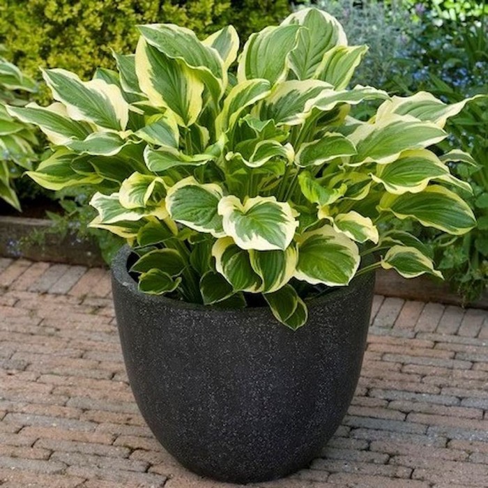 Funkia So Sweet w donicy Hosta pachnąca bylina cieniolubna o dwubarwnych liściach roślina na taras i balkon