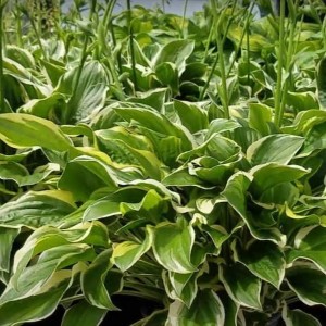 Hosta So Sweet sadzonki gęste dwubarwne ulistnienie odmiana funkii o pachnących kwiatach
