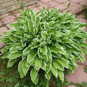 Hosta So Sweet dorosła kępa bylina wieloletnia funkia na obwódki rabat i ścieżek