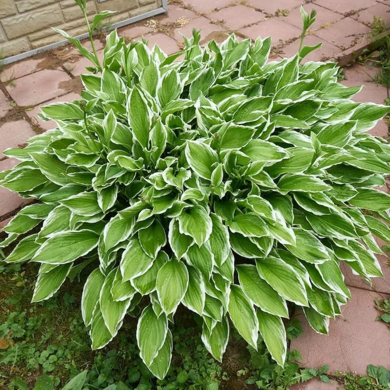 Hosta So Sweet dorosła kępa bylina wieloletnia funkia na obwódki rabat i ścieżek