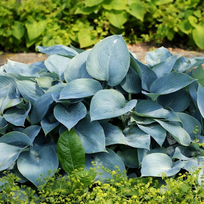 Hosta Pacific Blue Edger niebieska duża kępa stalowoniebieskie liście funkia odporna na ślimaki roślina okrywowa