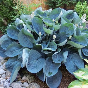 Hosta Pacific Blue Edger niebieska duża kępa stalowoniebieskie liście funkia odporna na ślimaki roślina okrywowa