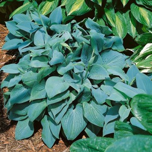 Niebieska funkia Pacific Blue Edger zwarta rozeta liści Hosta na skalniaki i do cienia roślina wieloletnia