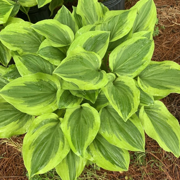 Hosta Golden Tiara liście zbliżenie na dwubarwne zielono-żółte ulistnienie funkii bylina okrywowa na wilgotne stanowiska