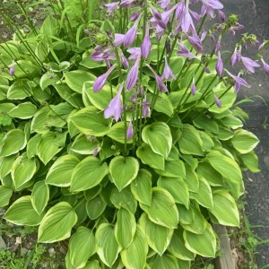 Hosta Golden Tiara roślina obwódkowa bylina do półcienia obfite letnie kwitnienie funkii roślina do pojemników