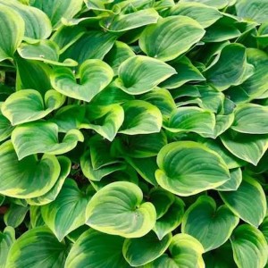 Funkia Golden Tiara kobierzec bylina okrywowa pod drzewa złocisto-zielona hosta zadarniająca