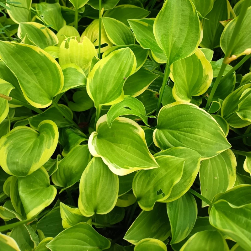 Funkia Hosta Golden Tiara makro liście z żółtym marginesem miniaturowa funkia na skalniaki i rabaty