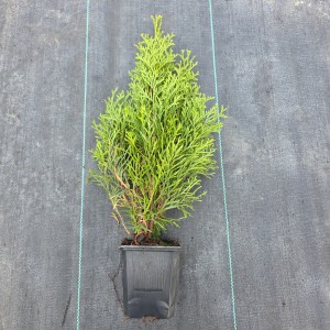 Żywotnik zachodni tuja sadzonka Thuja occidentalis roślina w doniczce iglaki na żywopłot formowany iglak do ogrodu