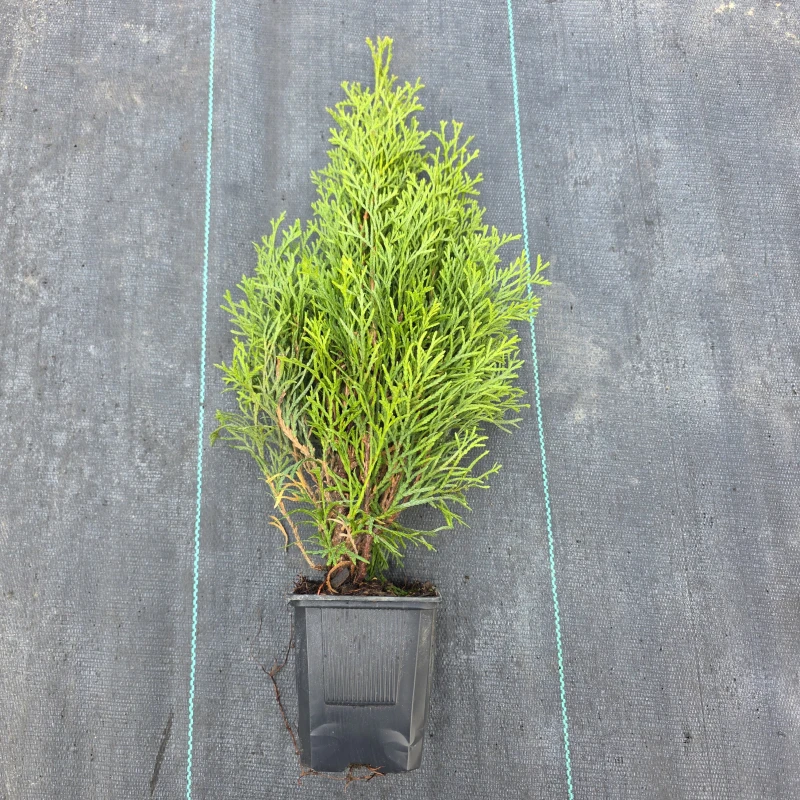 Żywotnik zachodni tuja sadzonka Thuja occidentalis roślina w doniczce iglaki na żywopłot formowany iglak do ogrodu