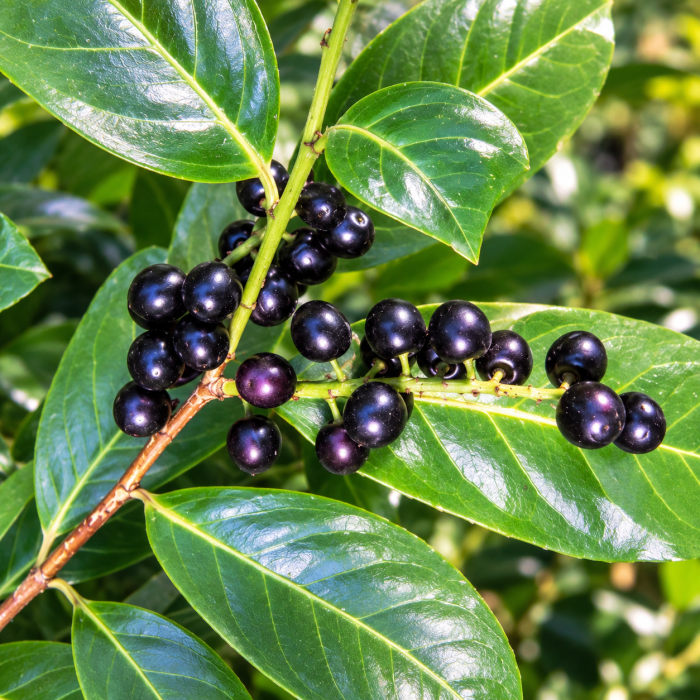 Laurowiśnia wschodnia Caucasica owoce Prunus laurocerasus czarne pestkowce zimozielony krzew liściasty do ogrodu