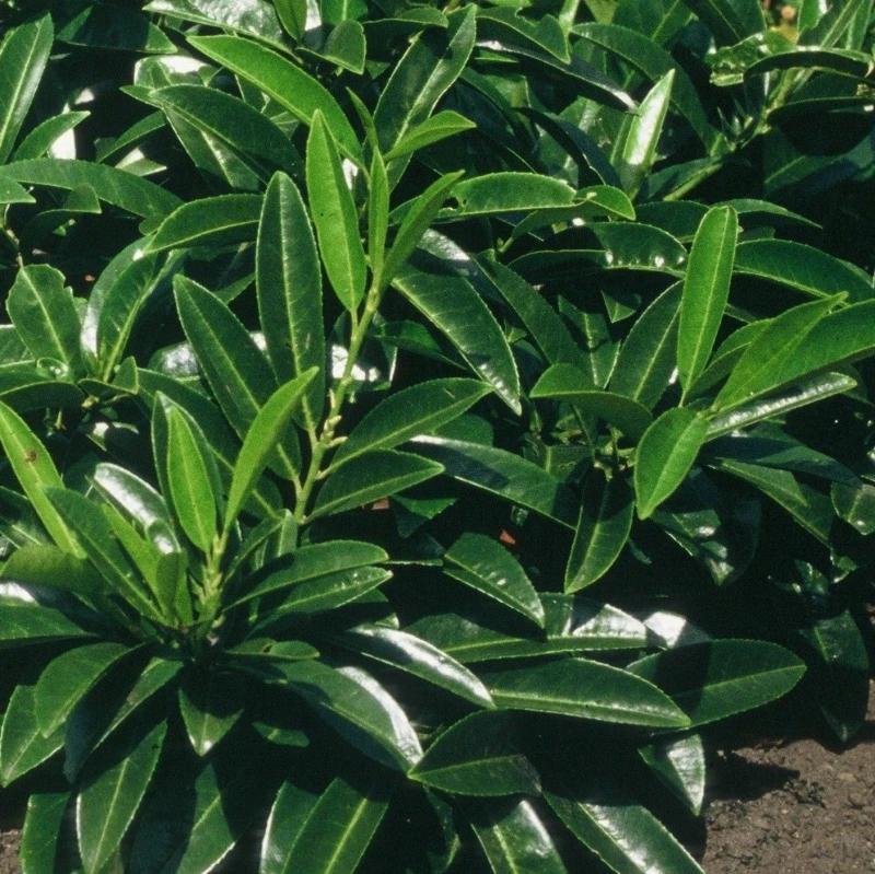 Prunus laurocerasus Caucasica liście błyszczące ciemnozielone ulistnienie roślina na żywopłot całoroczny odporna na zanieczyszczenia