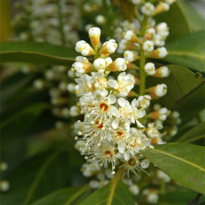 Laurowiśnia wschodnia kwiaty makro pachnące kwiatostany Prunus laurocerasus Etna miododajna roślina do cienia i słońca