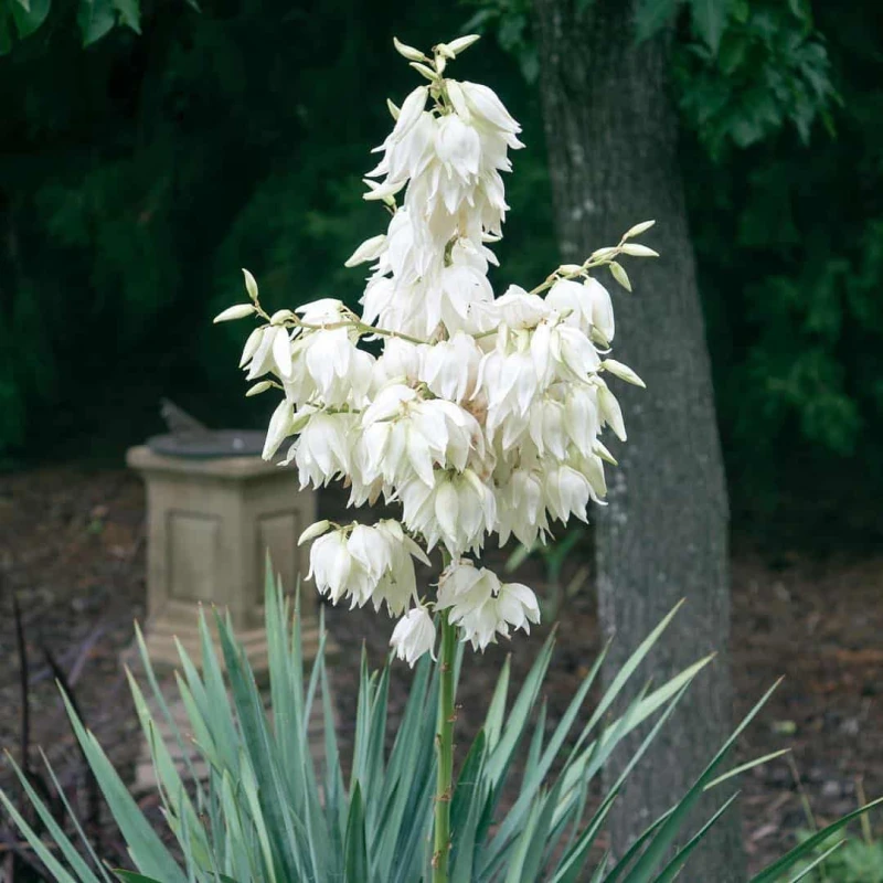 Yucca filamentosa kwitnienie dorodny pęd kwiatostanowy dzwonkowate kwiaty juki karolińskiej bylina na stanowiska słoneczne