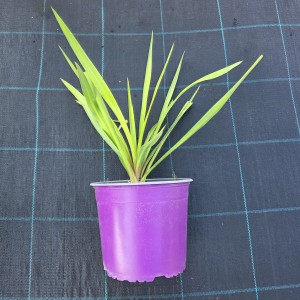 Juka karolińska sadzonka Yucca filamentosa roślina w doniczce sadzonki juki ogrodowej mrozoodpornej do ogrodu