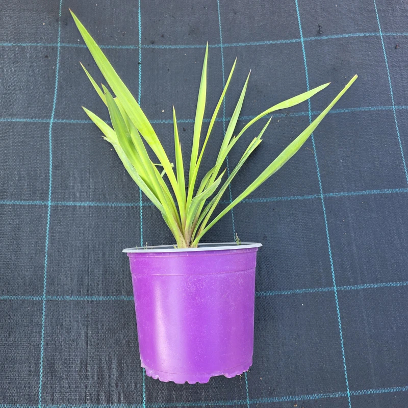 Juka karolińska sadzonka Yucca filamentosa roślina w doniczce sadzonki juki ogrodowej mrozoodpornej do ogrodu