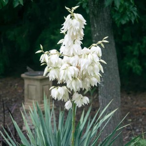 Yucca filamentosa kwitnienie dorodny pęd kwiatostanowy dzwonkowate kwiaty juki karolińskiej bylina na stanowiska słoneczne