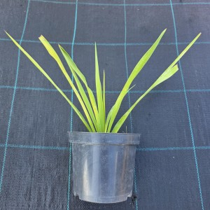 Juka karolińska sadzonka C1,5 Yucca filamentosa roślina w doniczce zimozielona juka ogrodowa na słońce i suszę sadzonki bylin