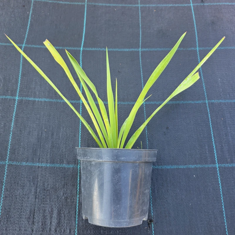 Juka karolińska sadzonka C1,5 Yucca filamentosa roślina w doniczce zimozielona juka ogrodowa na słońce i suszę sadzonki bylin