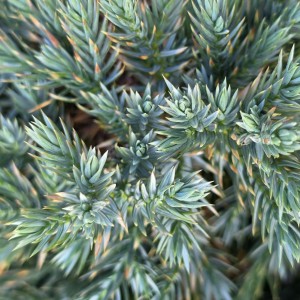Jałowiec łuskowaty Blue Star igły Juniperus squamata makro srebrzystoniebieski iglak karłowy na skalniaki
