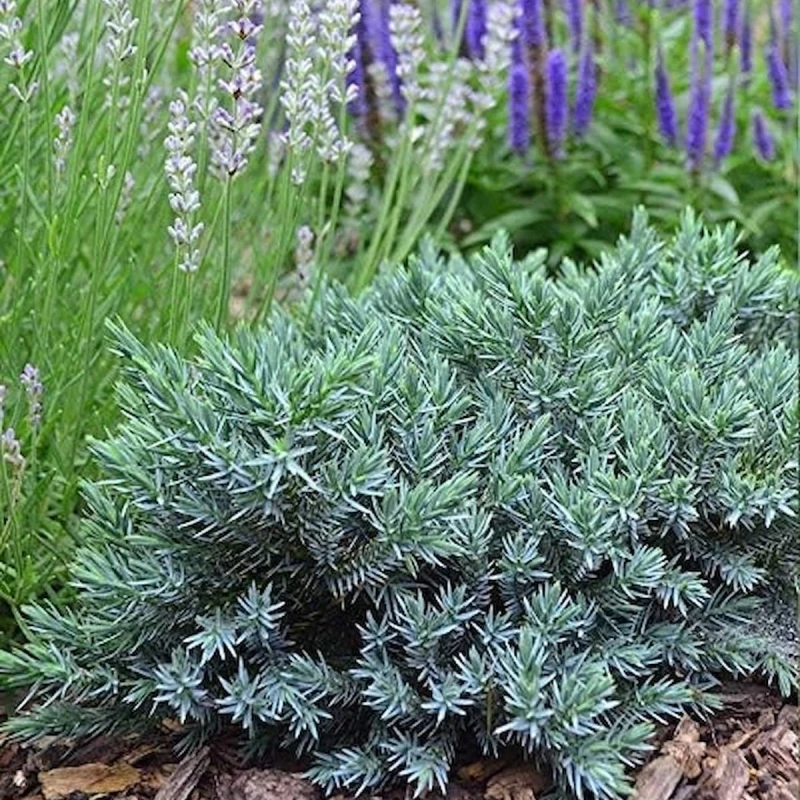 Juniperus squamata Blue Star niska roślina iglasta niebieski jałowiec w kompozycji z bylinami bylina i iglaki