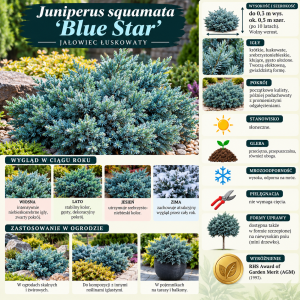 Jałowiec łuskowaty Blue Star infografika uprawa wymagania karłowy iglak srebrzystoniebieski do 0,3 m
