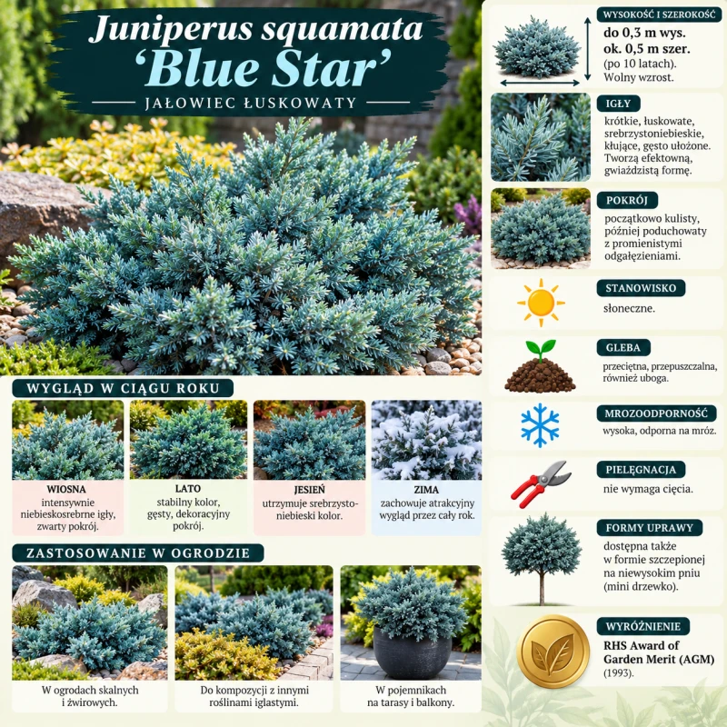 Jałowiec łuskowaty Blue Star infografika uprawa wymagania karłowy iglak srebrzystoniebieski do 0,3 m