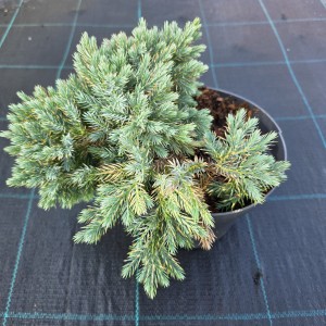 Jałowiec Blue Star sadzonka w doniczce Juniperus squamata roślina iglasta karłowy jałowiec do ogrodu i pojemników