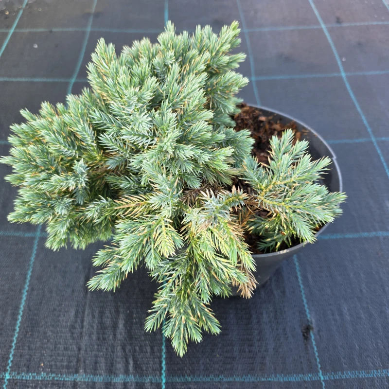 Jałowiec Blue Star sadzonka w doniczce Juniperus squamata roślina iglasta karłowy jałowiec do ogrodu i pojemników