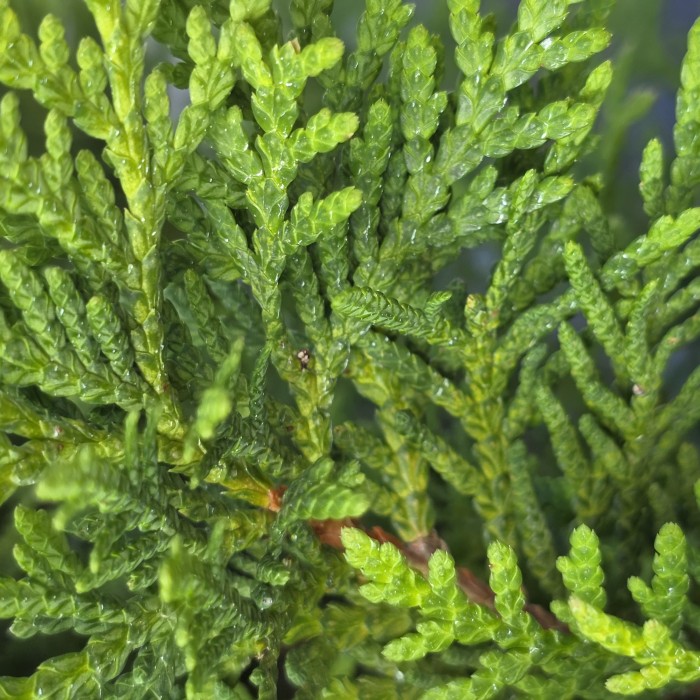 Żywotnik zachodni Danica igły pędy Thuja occidentalis makro zbliżenie żywozielone łuski tui kulistej do ogrodu