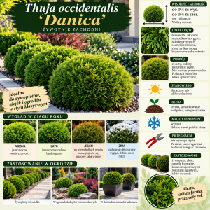 Żywotnik zachodni Danica infografika Thuja Danica wymagania uprawa cięcie karłowa tuja kulista do 40 cm całoroczna