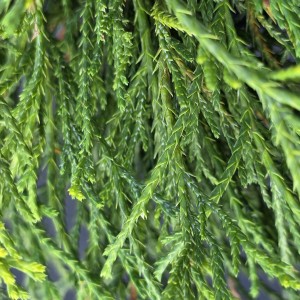 Cyprysik groszkowy Sungold pędy Chamaecyparis pisifera makro zbliżenie na sznurkowate żółtozielone gałązki iglaka