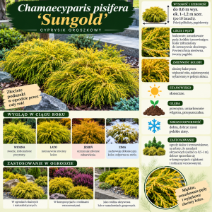 Cyprysik groszkowy Sungold infografika Chamaecyparis pisifera uprawa wymagania złocisty karłowy iglak okrywowy całoroczny