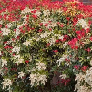 Pieris Mountain Fire kwiaty i pędy zwisające białe wiechy karminowoczerwone przyrosty krzew zimozielony