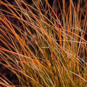 Carex testacea Prairie Fire jesienne wybarwienie zbliżenie na płomienne miedzianoczerwone źdźbła trawy kępkowej