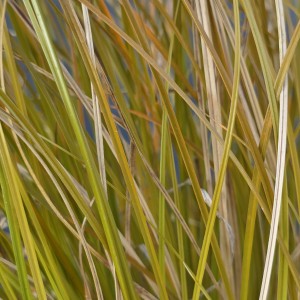 Turzyca Prairie Fire liście Carex testacea makro zbliżenie na pomarańczowomiedziane źdźbła trawy ozdobnej roślina na słońce