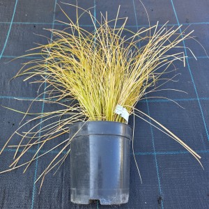 Carex testacea Prairie Fire sadzonka trawa ozdobna w pojemniku mrozoodporna turzyca o pomarańczowych liściach