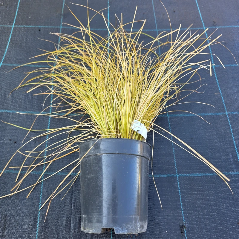 Carex testacea Prairie Fire sadzonka trawa ozdobna w pojemniku mrozoodporna turzyca o pomarańczowych liściach