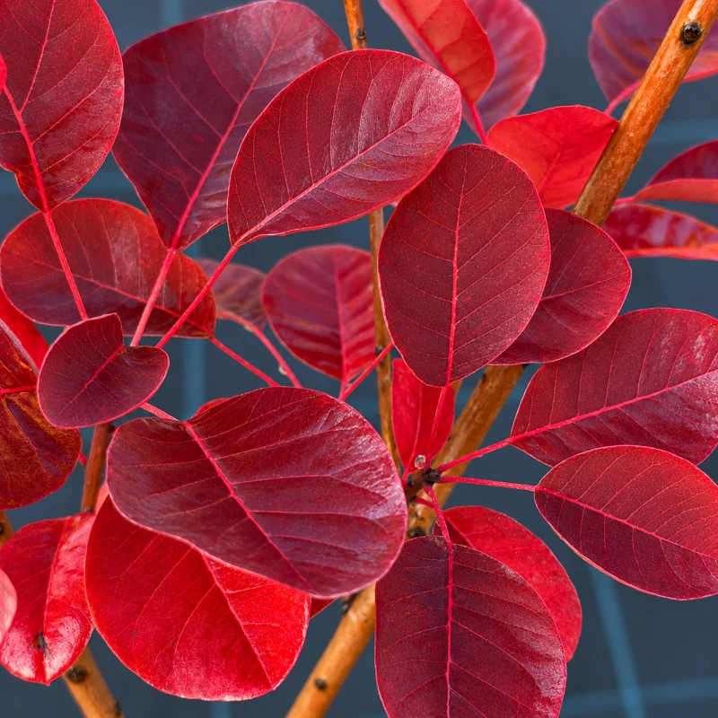 Perukowiec podolski czerwone liście Cotinus coggygria Foliis Purpureis makro purpurowe ulistnienie krzewu soliterowego