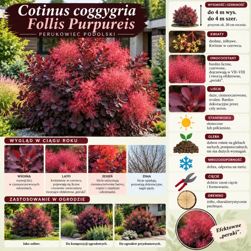 Perukowiec podolski Foliis Purpureis infografika Cotinus coggygria uprawa cięcie gleba krzew o ciemnoczerwonych liściach i perukach