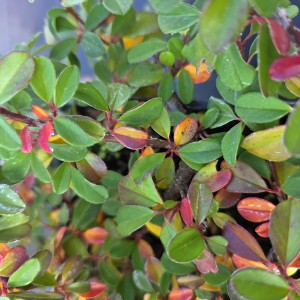 Irga Eichholz jesienne liście Cotoneaster dammeri makro zbliżenie na czerwone i pomarańczowe ulistnienie krzewu płożącego
