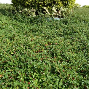 Irga płożąca kobierzec Cotoneaster eichholz roślina okrywowa gęsty dywan zamiast trawnika zimozielony