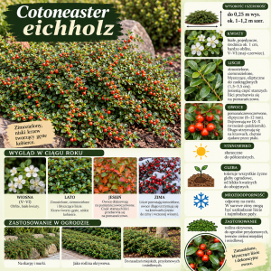 Irga Eichholz infografika Cotoneaster eichholz uprawa cięcie wymagania zimozielony niski krzew tworzący gęste kobierce