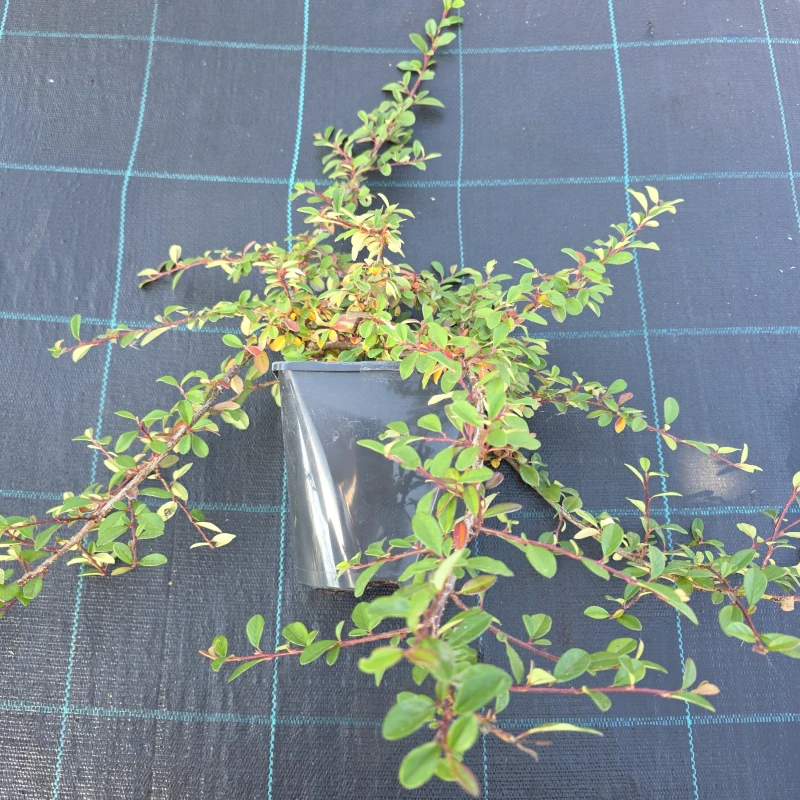 Cotoneaster radicans Eichholz sadzonka irga płożąca w pojemniku zimozielona roślina zadarniająca do ogrodu