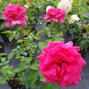 RÓŻA-ROSA-CRITERION-5.jpg