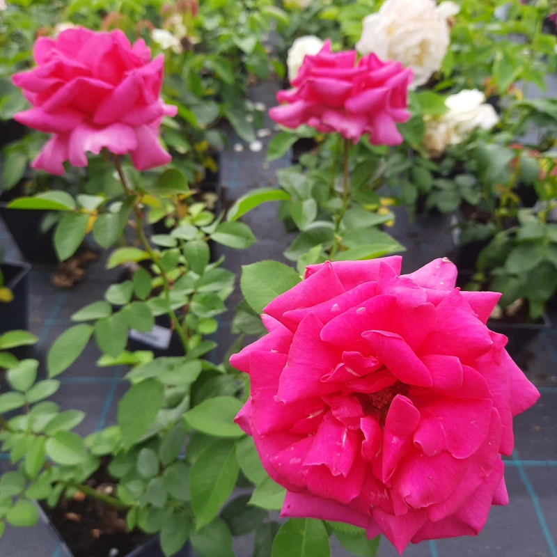 RÓŻA-ROSA-CRITERION-5.jpg