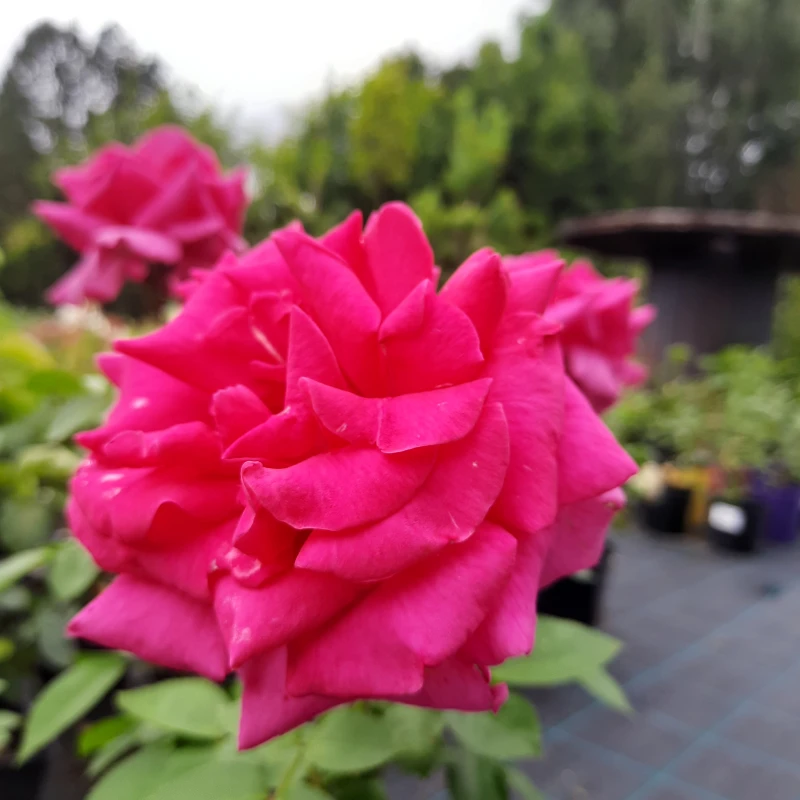 RÓŻA-ROSA-CRITERION-6.jpg