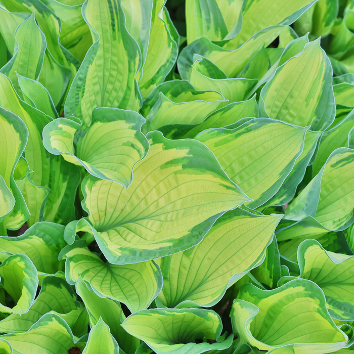 Funkia Albopicta liście Hosta fortunei makro zbliżenie na żółto-zielone ulistnienie funkii bylina cieniolubna do ogrodu