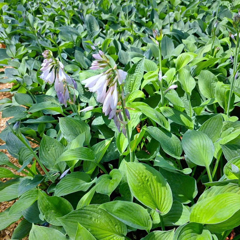 Hosta fortunei Albopicta kwitnienie fioletowe dzwonki funkii sadzonki hosty na rabaty cieniste roślina okrywowa
